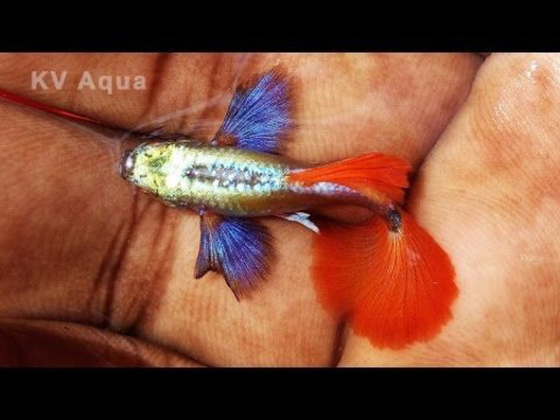 国産稚魚ダンボレッドタイルグッピー 熱帯魚 Lopdo 大阪のその他の中古あげます 譲ります ジモティーで不用品の処分 国産稚魚ダンボレッドタイルグッピー 熱帯魚 Lopdo 大阪のその他の中古あげます 譲ります ジモティーで不用品の処分