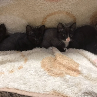 黒猫さん、黒白さん4兄弟