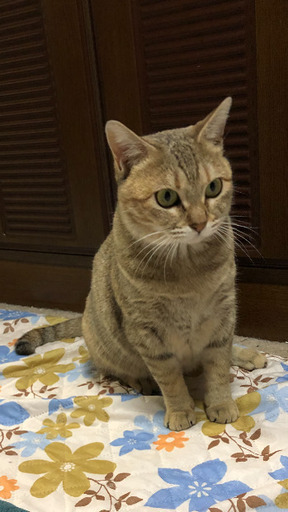 手足の短いマンチカンタイプ猫、1歳くらいシマ柄 (ろん大好き) 四街道 