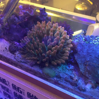 海水魚・サンゴ複数！