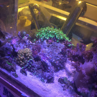 海水魚・サンゴ複数！