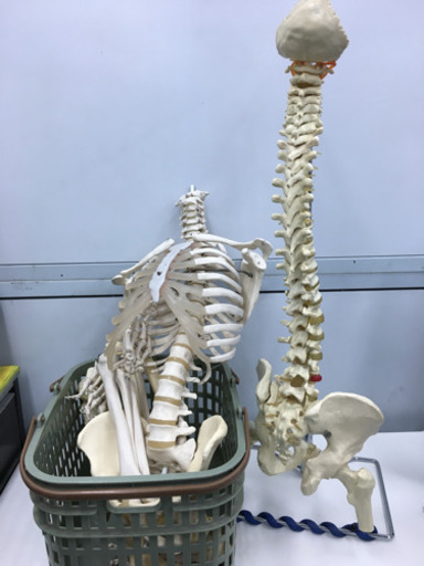 人体模型