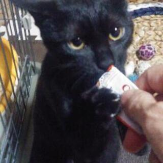 モデル体型クロちゃん 女の子 あゆ 松戸の猫の里親募集 ジモティー