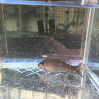 セボシタビラ