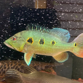 オリノセンシス　30センチ