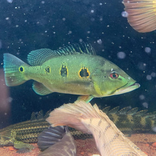 オリノセンシス　30センチ