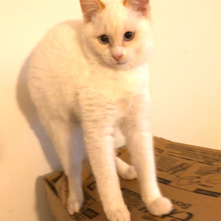 猫空✈️😸Part8❣️宮崎県愛護センターより　😍キャンセルで再募集です。3ヶ月半❣️白猫クリームブルーアイズのイケメンくん❣️^ ^ - 里親募集