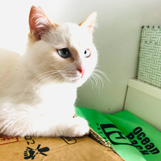 猫空✈️😸Part8❣️宮崎県愛護センターより　😍キャンセルで再募集です。3ヶ月半❣️白猫クリームブルーアイズのイケメンくん❣️^ ^の画像