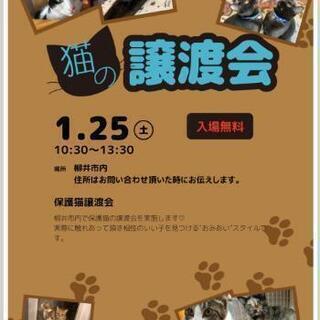 保護猫の譲渡会　in 柳井