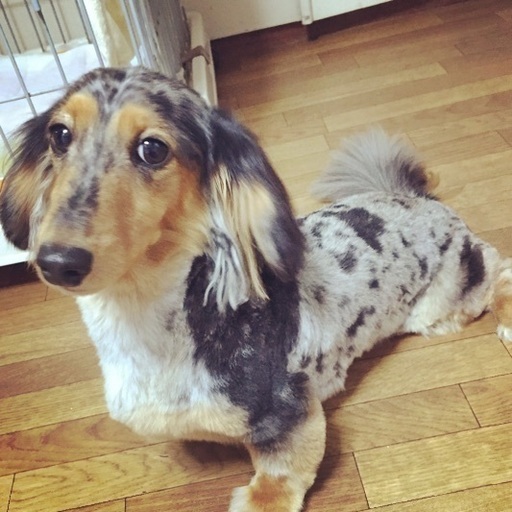 ミニチュアダックスのシルバーダップルです よろしくおねがい致します こはあさ 明石のその他の里親募集 ジモティー