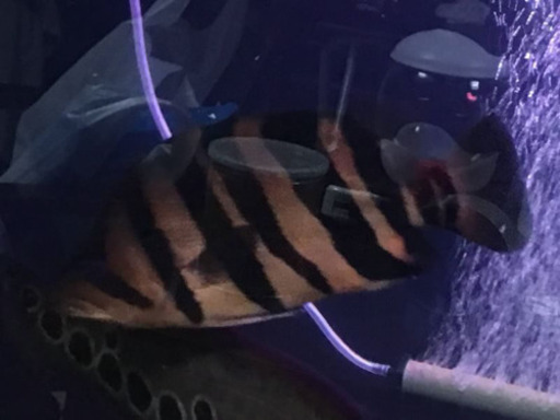 魚 熱帯魚 ダトニオ