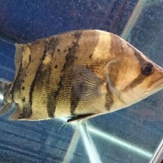 ダトニオプラスワン 30cmオーバー 引き取り限定 ダトニオプラスワン 30cmオーバー 引き取り限定