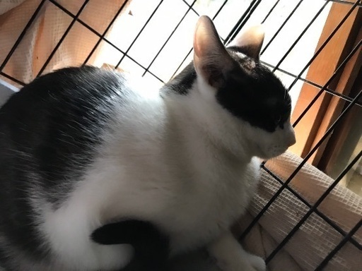 シャイで甘えん坊の白黒ニャン ケイくん 一般社団法人グラビュ 姫路の猫の里親募集 ジモティー