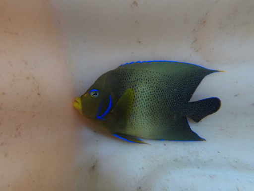 海水魚　サザナミヤッコ