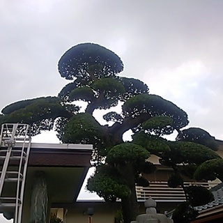 庭木剪定・草刈り除草、空家の管理承ります。の画像