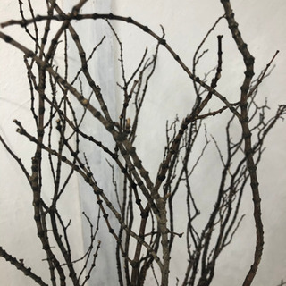 ウェルカムツリーの枝