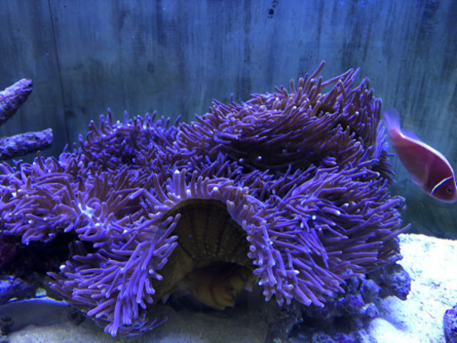 異常 増幅する シリンダー 海水 魚 水槽 イソギンチャク スクレーパー 等しい 証人 異常 増幅する シリンダー 海水 魚 水槽 イソギンチャク スクレーパー 等しい 証人