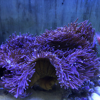 センジュイソギンチャク 海水魚水槽 かず 儀保のその他の中古あげます 譲ります ジモティーで不用品の処分