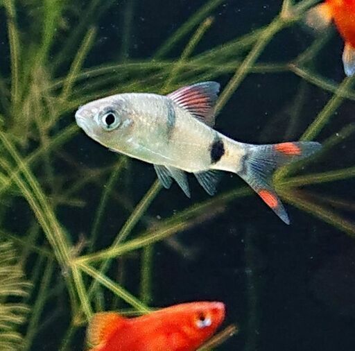 プンティウス フィラメントスス フィラメントサス中型魚大型魚 ジモティーアクア 宮之阪のその他の中古あげます 譲ります ジモティーで不用品の処分 プンティウス フィラメントスス フィラメントサス中型魚大型魚 ジモティーアクア 宮之阪のその他の中古あげます 譲ります ジモティーで不用品の処分