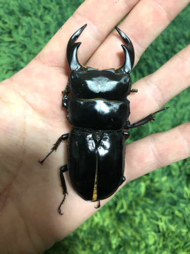 ネパールアンテ80.5　　オオクワガタ ♂