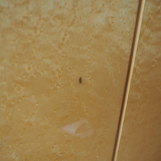 大塚家具　高級バーズアイメープル 食器棚