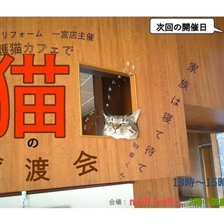 保護猫カフェで保護猫譲渡会開催します