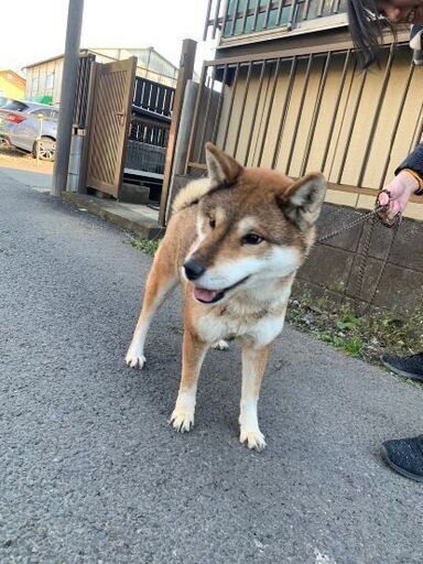 四国犬雌6才飼って下さる方募集 ぺろ 大宮のその他の里親募集 ジモティー