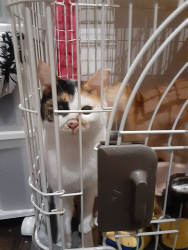 急募多頭飼育崩壊の猫ちゃん達を助けてくださいまだ良いご縁がありません アリア 赤羽の猫の里親募集 ジモティー