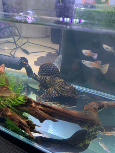 交渉中 熱帯魚水草プレコ コリドラスグッピーネオンテトラ 差し上げます やまと仮設 中庄のその他の中古あげます 譲ります ジモティーで不用品の処分 交渉中 熱帯魚水草プレコ コリドラスグッピーネオンテトラ 差し上げます やまと仮設 中庄のその他の中古あげます 譲ります ジモティーで不用品の処分