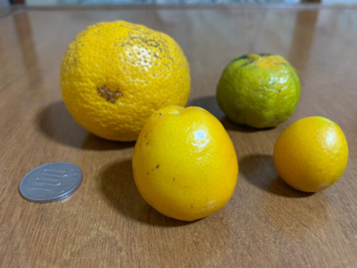 無農薬新鮮 種無し柚子 きんかん大小 シークワーサー Mi 熊本の食品の中古あげます 譲ります ジモティーで不用品の処分 無農薬新鮮 種無し柚子 きんかん大小 シークワーサー Mi 熊本の食品の中古あげます 譲ります ジモティーで不用品の処分