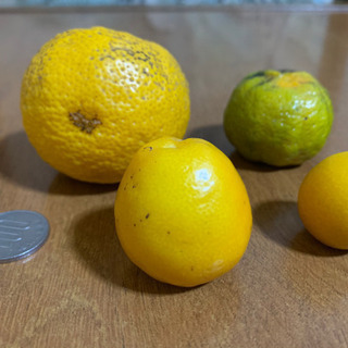 (無農薬新鮮)種無し柚子、きんかん大小、シークワーサー
