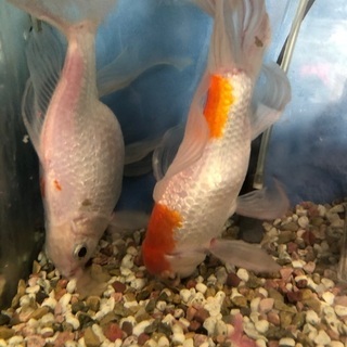 可愛い金魚2匹