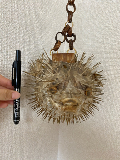 ハリセンボンの剥製