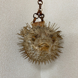 ハリセンボンの剥製