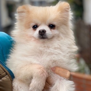保護 犬 ポメラニアン 兵庫県のポメラニアンの里親募集｜ジモティー