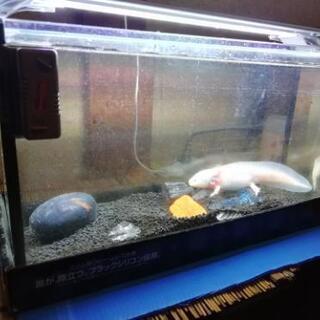 水槽と照明　横60×縦36×奥行き30cm