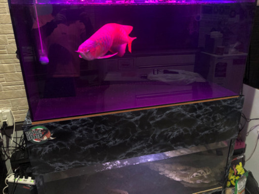 1200アクリル水槽2台　水槽台セット