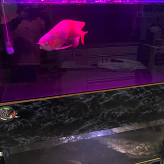 1200アクリル水槽2台 水槽台セット