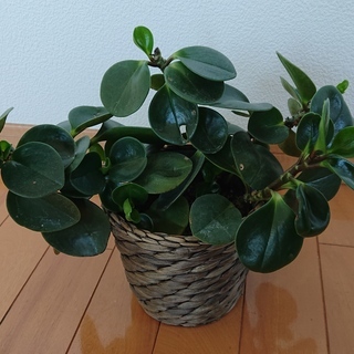 観葉植物 IKEA