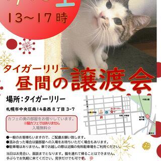 1月18日保護猫の譲渡会(=^・^=)