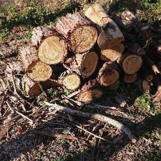 木材・枝・薪用に差し上げます