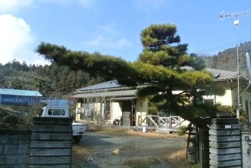 門かぶり松 門かぶり松