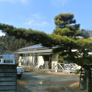門かぶり松