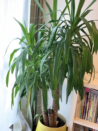 無料 観葉植物 ユッカ 新宿伊勢丹で購入した鉢もセットで Ringsjapan 板橋のその他の中古あげます 譲ります ジモティーで不用品の処分