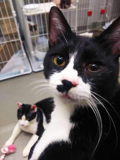 横須賀多頭飼育崩壊 平助 ぱんぱか 横須賀の猫の里親募集 ジモティー