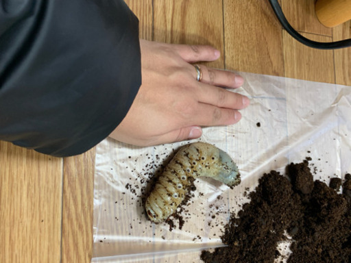 ヘラクレスオオカブト幼虫ペア 残り2ペアです！