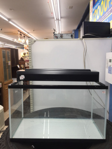 売約済み！ 1/15 福岡 和白 Five Plan 60センチ 水槽 熱帯魚 金魚 