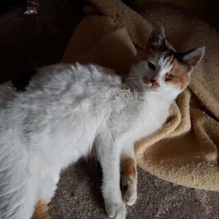 パチンコ店に捨てて行かれた子猫【⠀確認済み。届けてます⠀】   − 茨城県