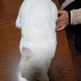 【里親さん決定★】7ヶ月くらいの白猫チロくん♂ - 猫