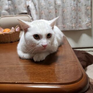 【里親さん決定★】7ヶ月くらいの白猫チロくん♂ - 木更津市